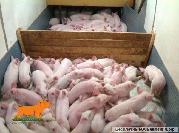 Поросята породы ландрас