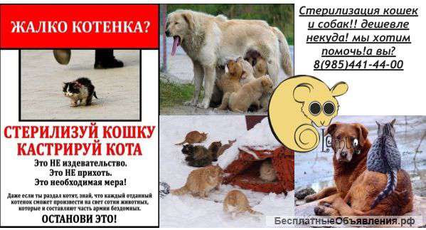 Кастрация кота стерилизация кошек