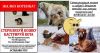 Кастрация кота стерилизация кошек