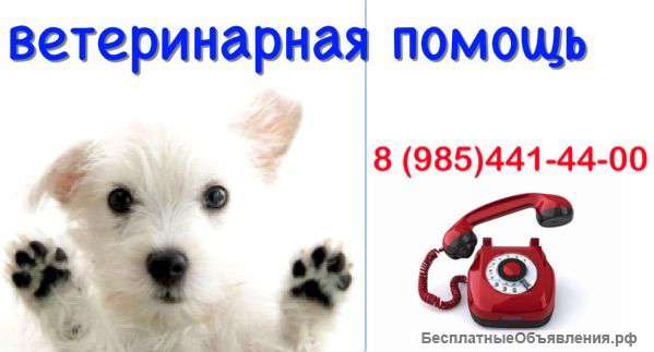 Ветеринарная помощь Зюзино