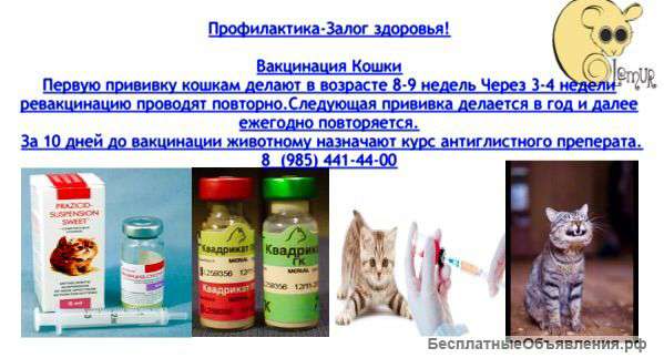 Вакцинируй котенка предупреди болезнь