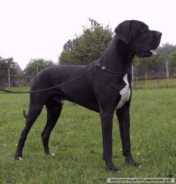 Немецкий Дог
