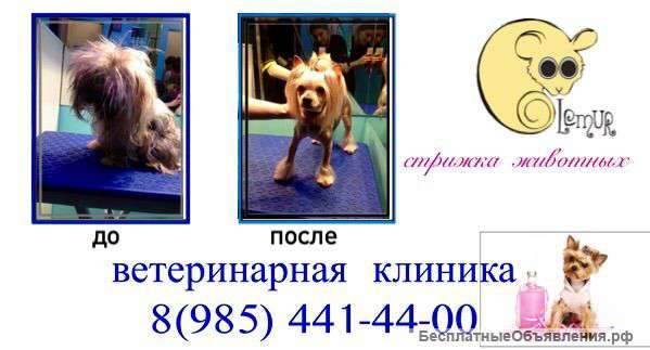 Стрижка животных