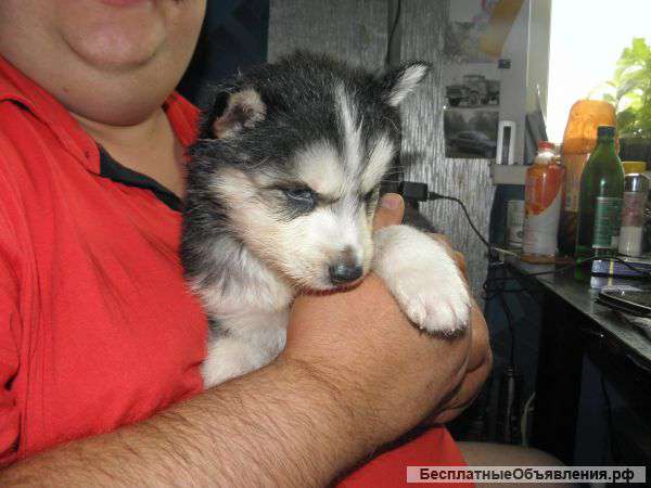 Щенки хаски