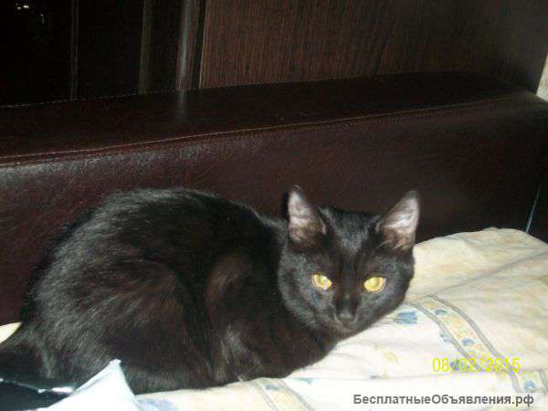 Отдам в добрые руки