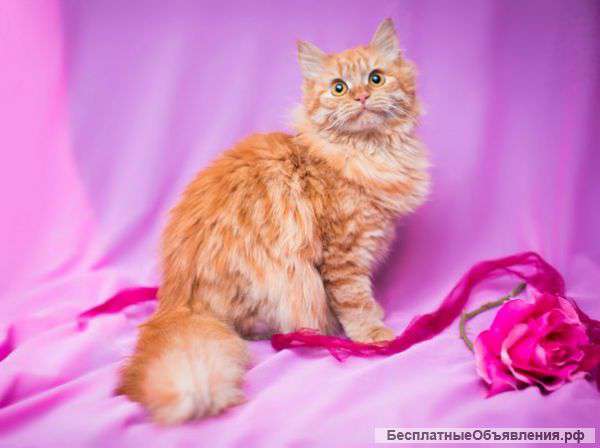 Роскошная пушистая красавица Зося ищет дом