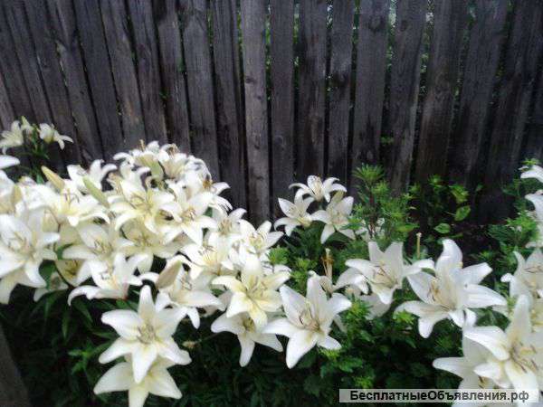 Луковиц белых лилий