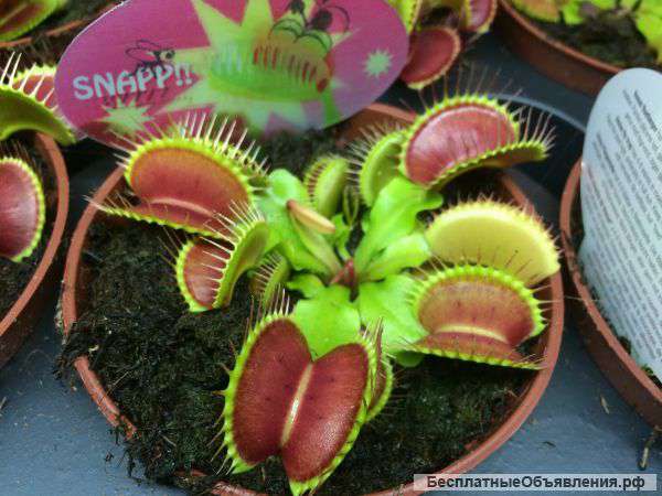 Хищные растения отличного качества