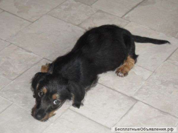 Кроличья такса девочка