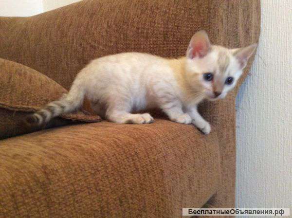 Бенгальские котята , маленькие леопардики