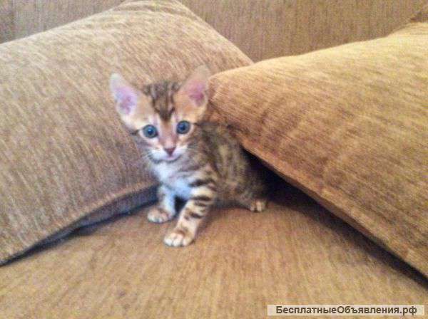 Бенгальские котята