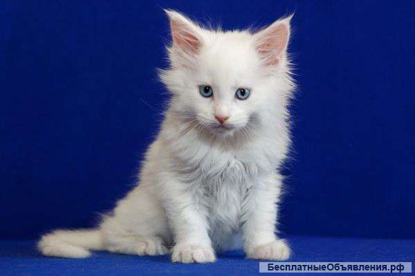 Котята Мейн Кун из питомника