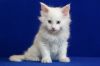 Котята Мейн Кун из питомника