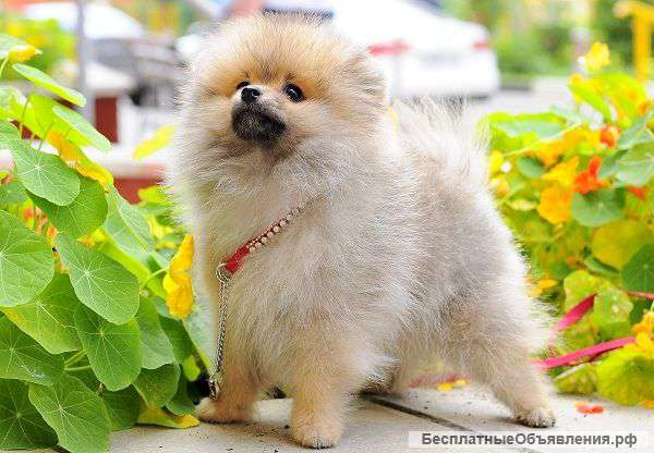 Померанский ( цверг) шпиц