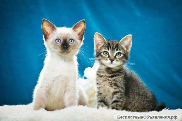 Роскошный тайский котенок и его прекрасный братик в добрые руки