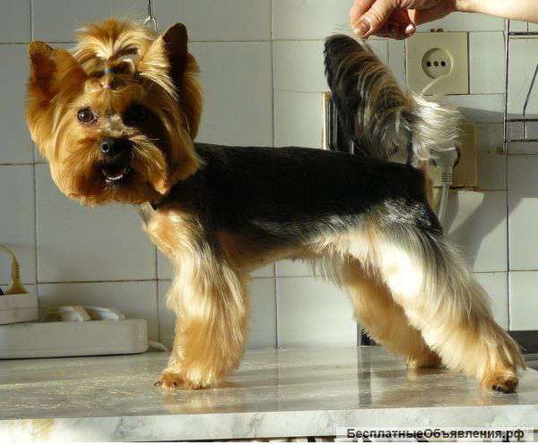 Стрижка собак и кошек