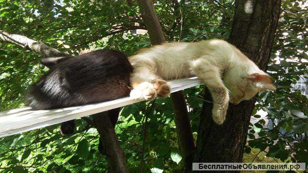 Отдам котят бесплатно