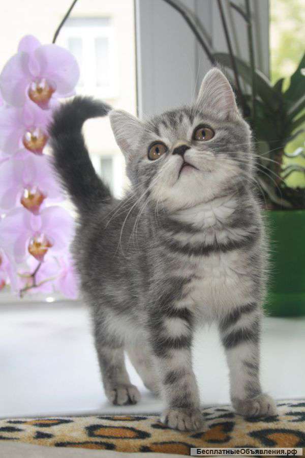 Шотландские котята для души