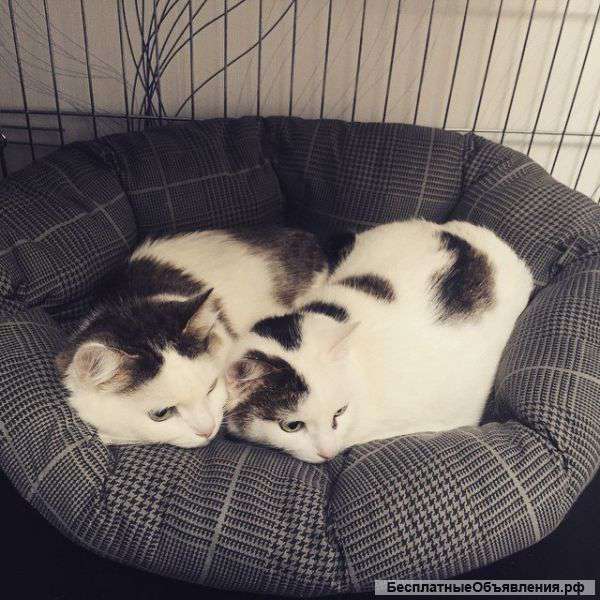 Зоогостиница, зоотель, передержка