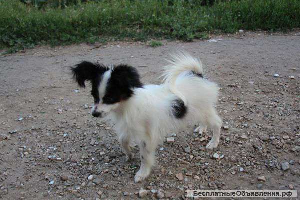 Щенки папильона