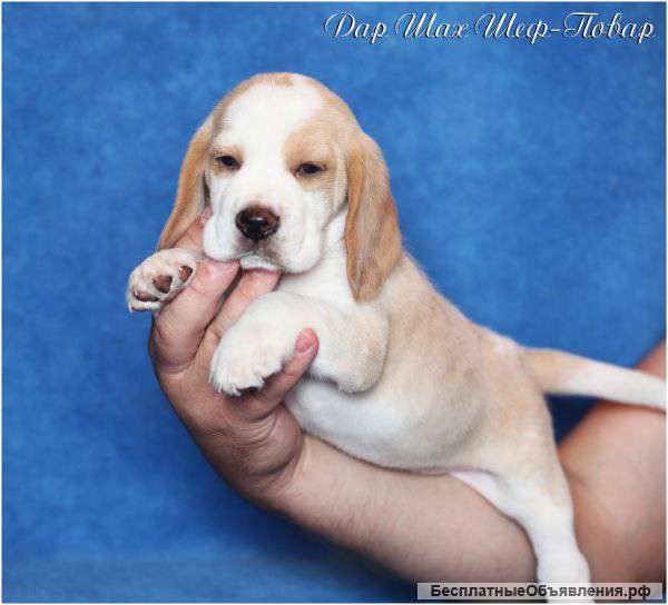 Щенки бигля
