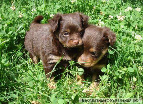 Той-терьер, РКФ, мальчики с пальчики