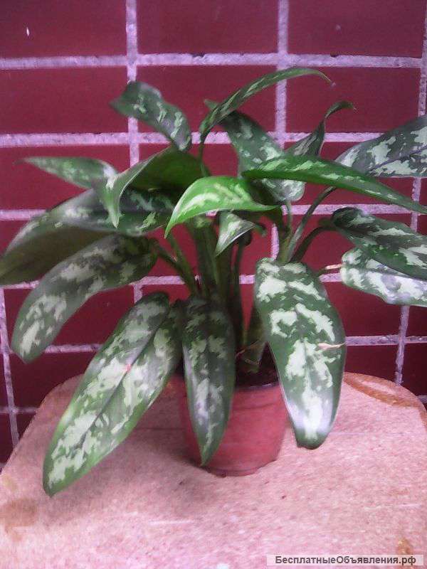 Аглаонемы, маранта трехполосная