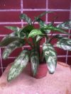 Аглаонемы, маранта трехполосная