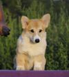 Вельш корги пемброк щенки предлагаем