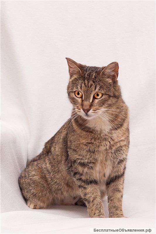 Шпротинка ищет дом