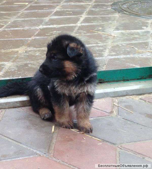 Немецкая овчарка