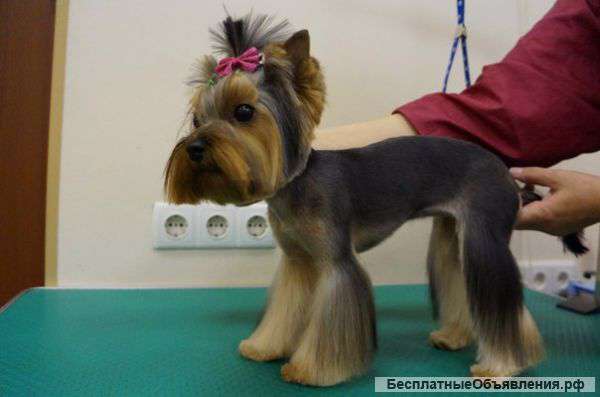 Набор в школу груминга