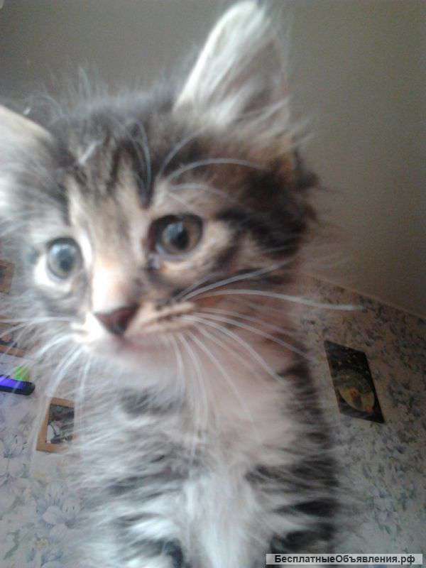 Отдам Котят