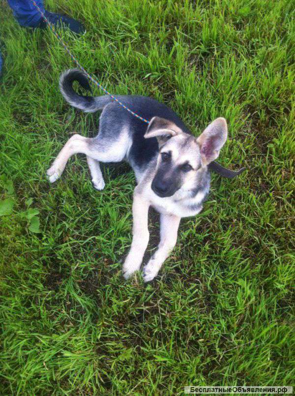 Отдадим щеночка в добрые и ласковые рук