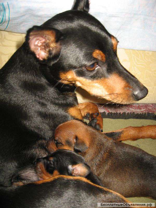 Цвергпинчер(мини-доберман) продажа щенков