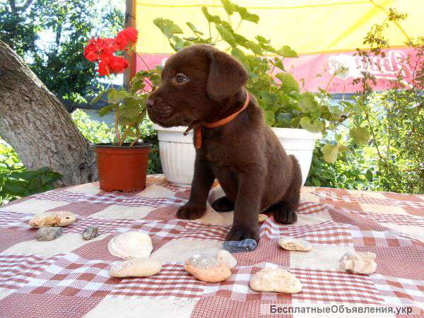 Щекни шоу класа черного и шоколадного окраса питомник