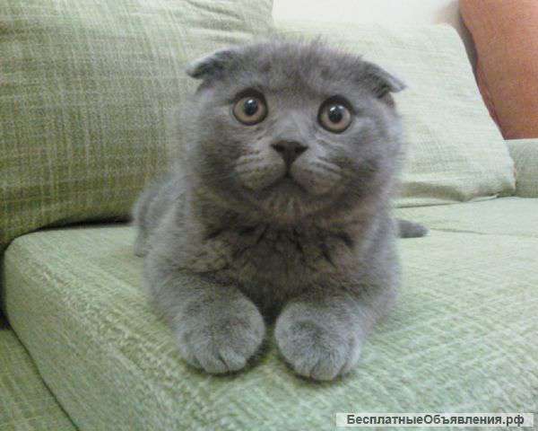 Котика шотландской вислоухой