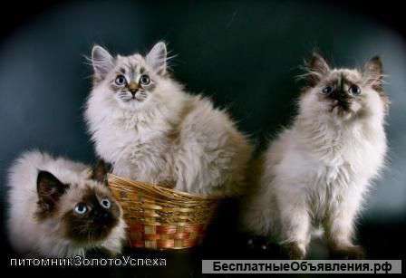 Cибирские невские маскарадные котята