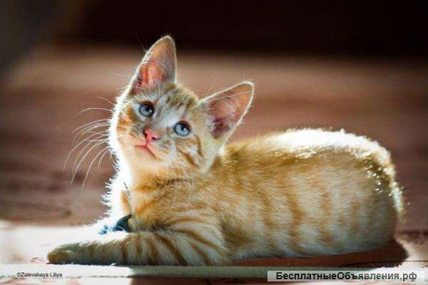 Рыжий котенок Леон ищет дом