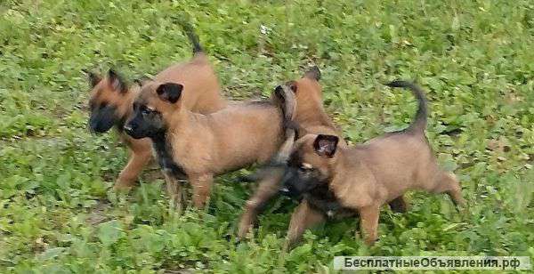 Бельгийская овчарка (малинуа)