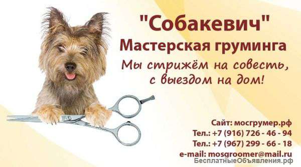 Качественная стрижка собак и кошек с выездом