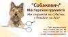 Качественная стрижка собак и кошек с выездом