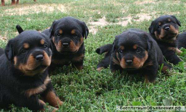 Ротвейлера щенков
