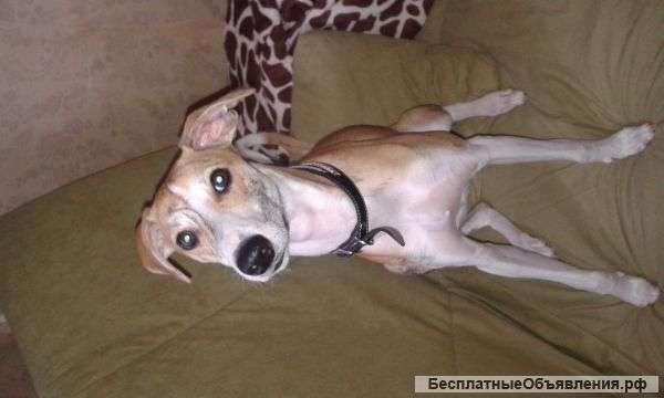 Отдам БЕСПЛАТНО в добрые руки мальчика Уиппета 8 месяцев