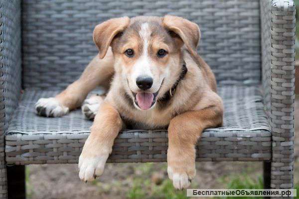 Щенок Енот - 7 килограммов чистого счастья в добрые руки