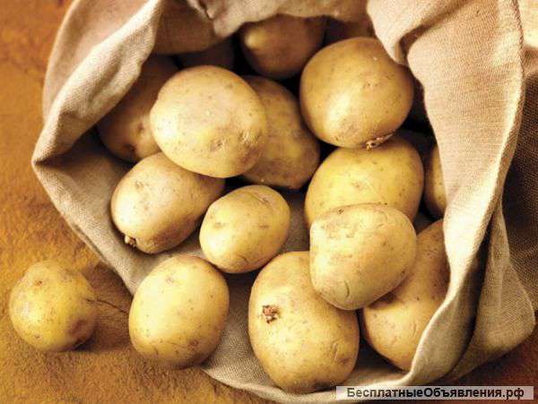 Картофель