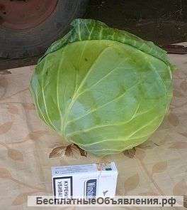 Капуста белокочанная