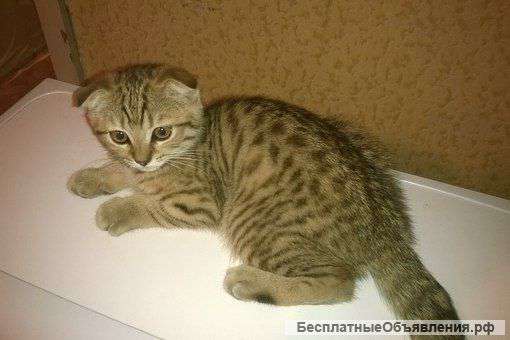 Британский котенок