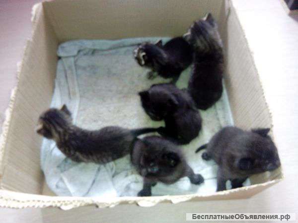 Отдам даром котят
