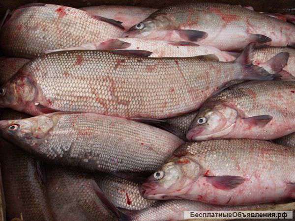 Рыба Якутии